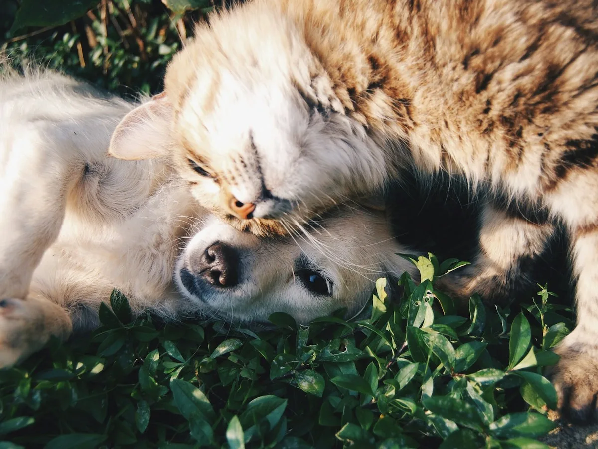 Site para clínica veterinária — tutores pesquisam antes de correr com o pet